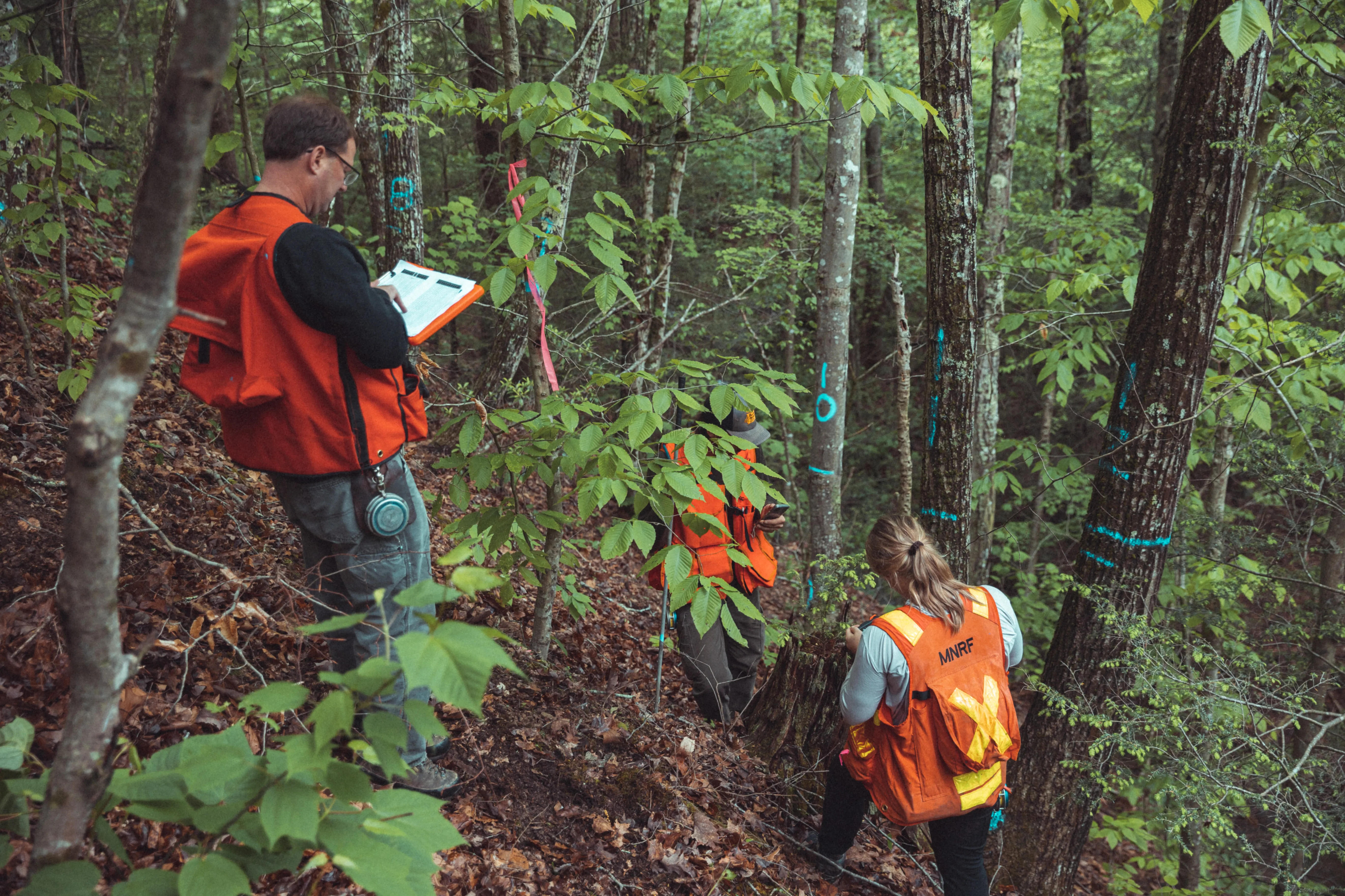 Anew forestry team and consultants measure a carbon plot in the woods at the Big Poplar forest carbon project
