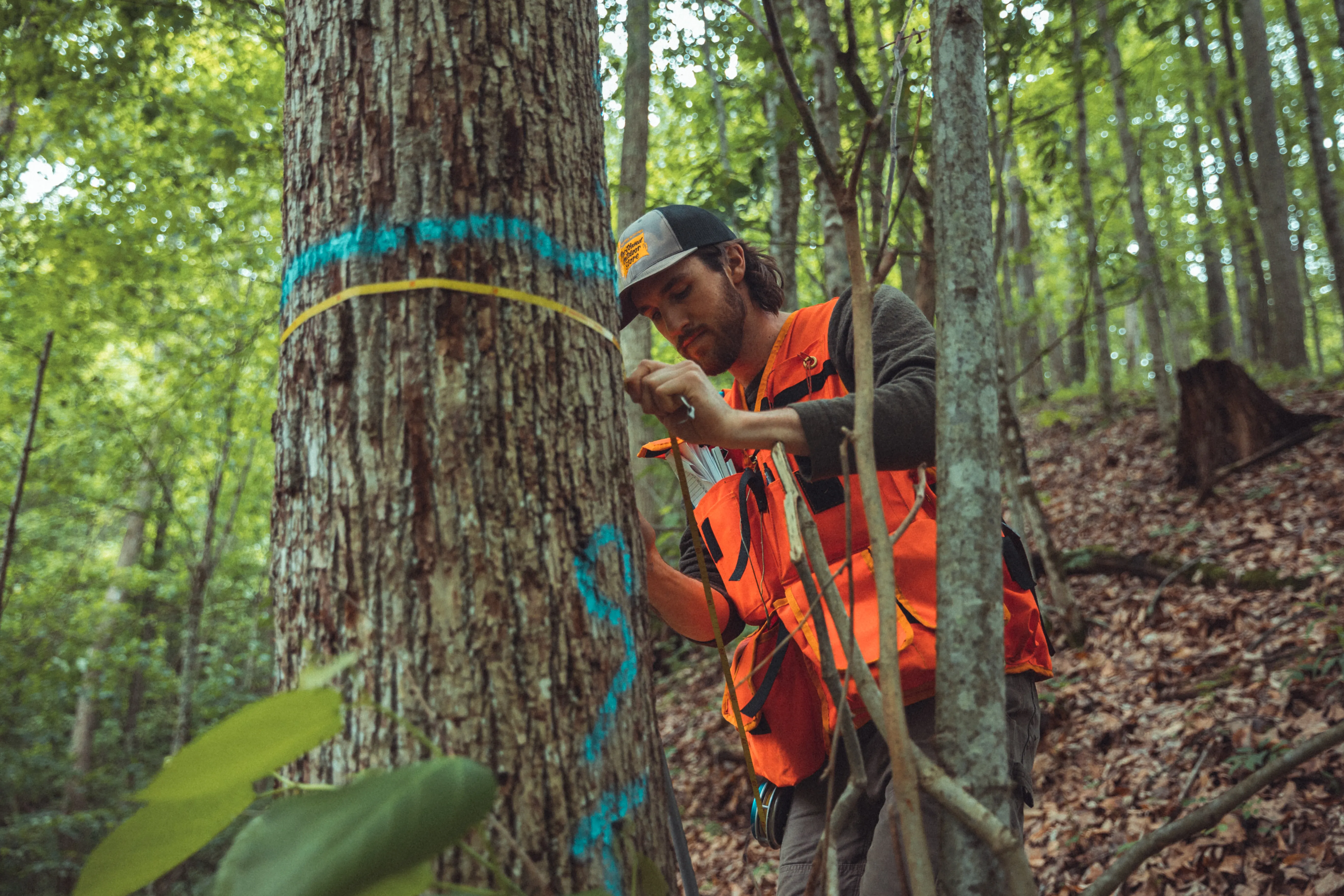 Forester checks tree diameter to help measure any change in growth and carbon stored