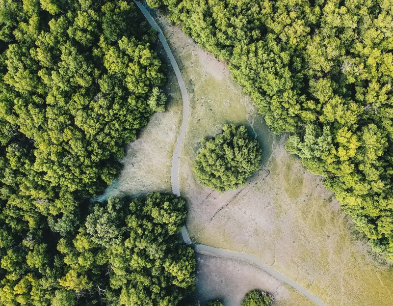 Looking down at a mangrove forest from above