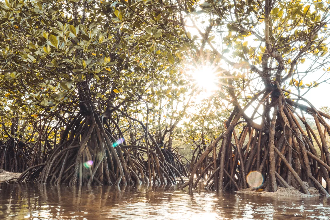 Mangrove Photo